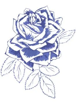 Blue rose Stock Illustration