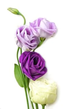 Blue rose isolate on white. Stock Photos