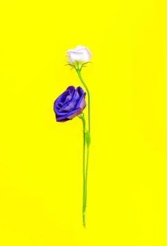 Blue rose isolate on yellow background. Stock Photos
