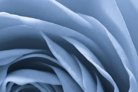 Blue rose macro Stock Photos
