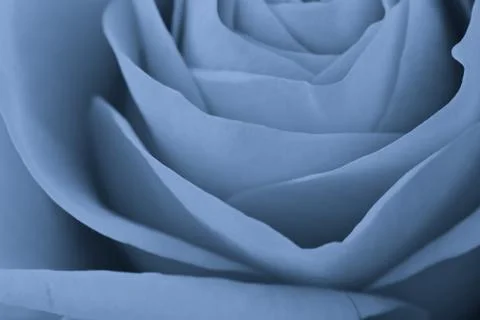 Blue rose macro Stock Photos