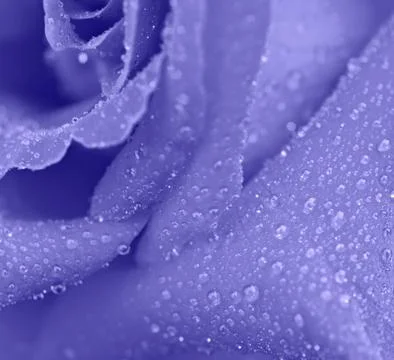 Blue rose macro Foto stock