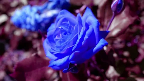 A blue rose moves in the wind. Stock Footage 167901824