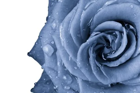 Blue rose Stock Photos