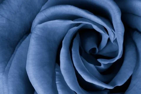 Blue rose Stock Photos