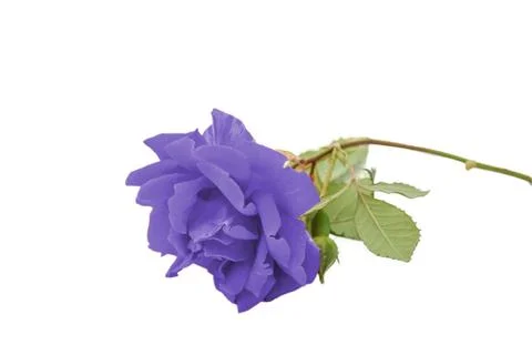 Blue rose Stock Photos