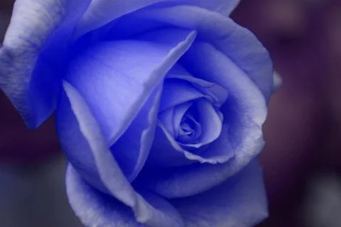 Blue rose Stock Photos