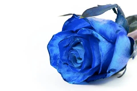 Blue rose Stock-Fotos