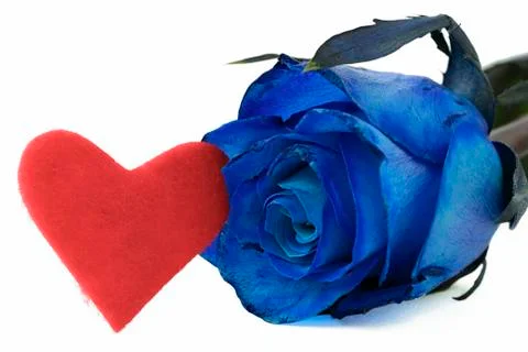Blue rose Stock-Fotos
