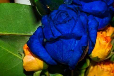 Blue rose Stock Photos