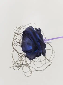 Blue rose Stock Photos