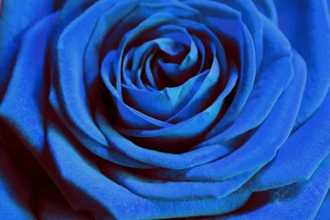 Blue rose Stock Photos
