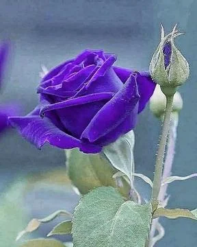 Blue rose Stock Photos