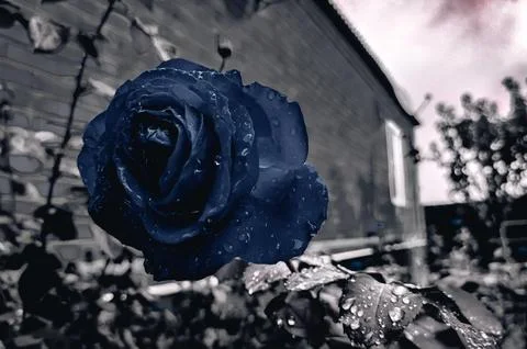 Blue rose Stock Photos