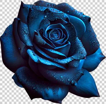 Blue rose Stock Photos