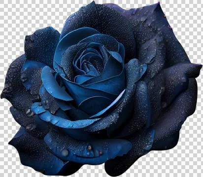 Blue rose Stock Photos