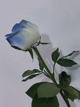 A blue rose Stock Photos