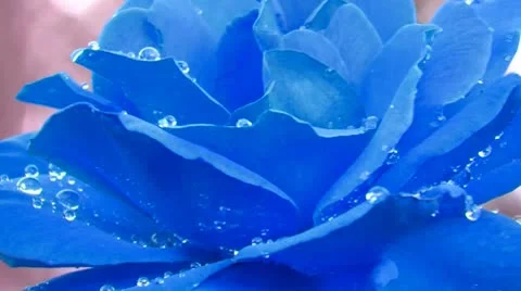 Blue rose water drop Stock Footage 8921192