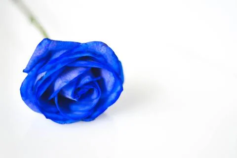 A blue rose in the white background. Stock Photos