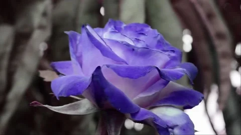 Blue rose in the wind Video stock 141349273