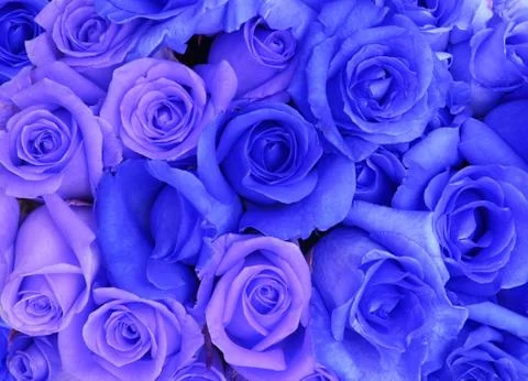 Blue roses background Stock Photos