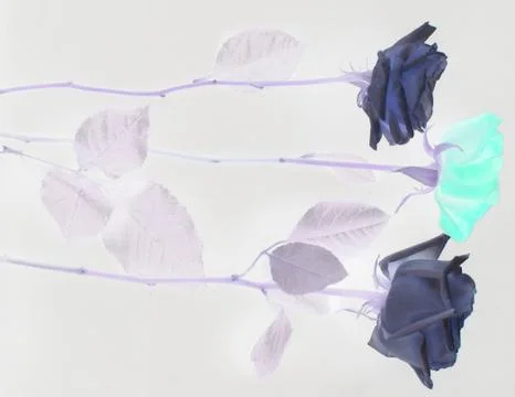 Blue roses Stock Photos