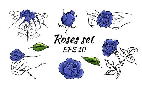 Blue roses set. Rose in hands, buds. Line style. Stock Illustration