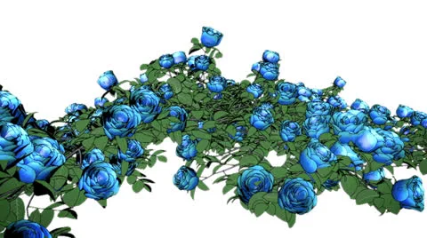 Blue Roses VBHD0120 Stock Footage 22575607