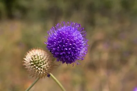 Blue round flower Stock Photos