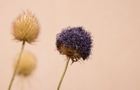 Blue round flower Stock Photos
