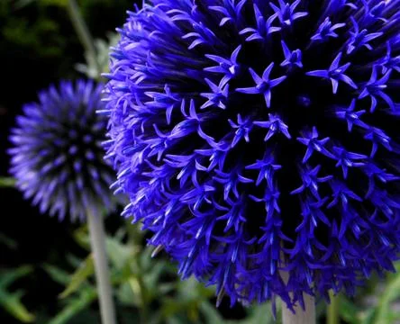 Blue round Flower 스톡 사진