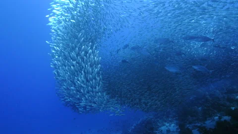 Blue Runner in bait ball / school of fish in Caribbean Sea / Curacao Vidéo 140479989