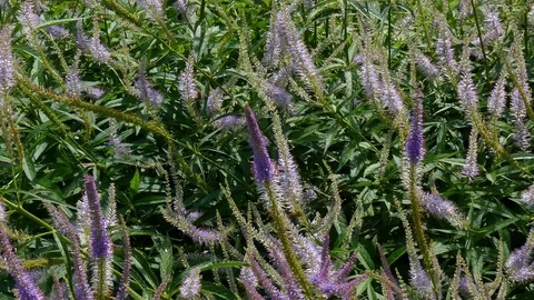 Blue Salvia Stock Footage 74357094