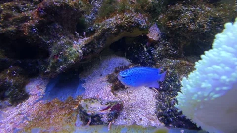 A blue  Sapphire devil swimming during the coral reef in the aquarium Stock Footage 297842238