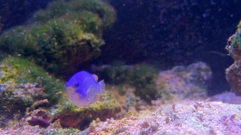 A blue  Sapphire devil swing in the acquarium Stock Footage 303494234