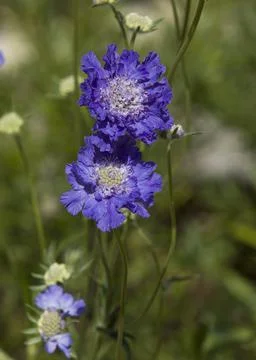 Blue Scabiosa Stock Photos