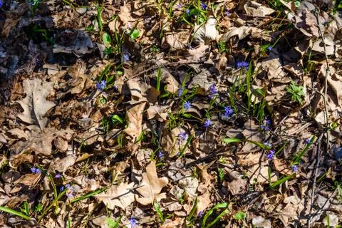 Blue scilla flowers in the forest on spring Stock Photos