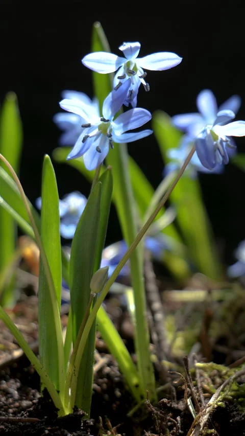 Blue scilla flowers in spring sunlight, macro Video stock 335438040