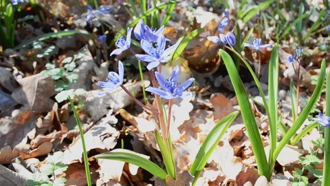 Blue scilla in the forest Stock Footage 126289575