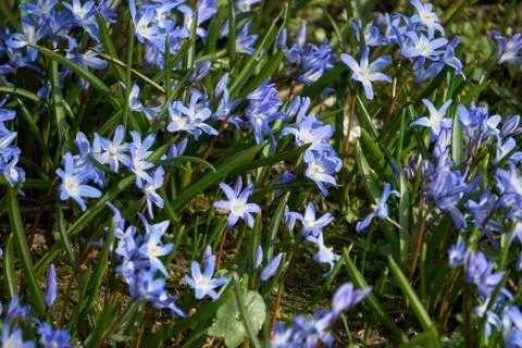 Blue Scilla in spring Stock Photos