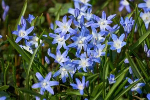 Blue Scilla in spring Stock Photos