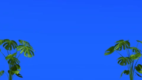 Blue Screen Floral Frame Animation with Plants and Flowers Stock Footage 318342181