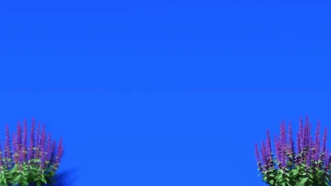Blue Screen Floral Frame Animation with Plants and Flowers Stock Footage 320322050