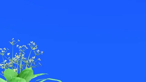 Blue Screen Floral Frame Animation with Plants and Flowers Stock Footage 320322052