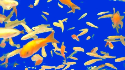 Blue Screen Goldfish 1 Stock Footage 10831860