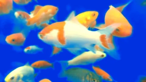 Blue Screen Goldfish 2 Stock Footage 10831866