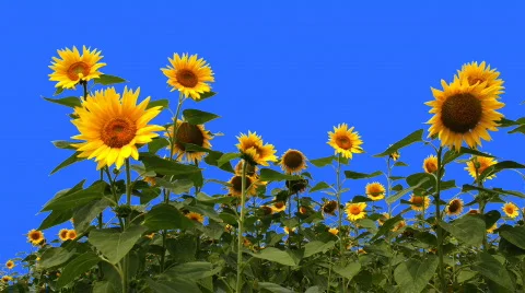 Blue Screen Keying Sunflower Stock Footage