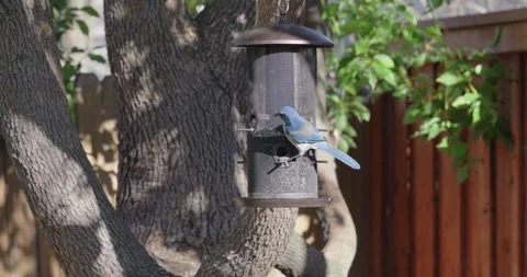 Blue scrub jay on a bird feeder hanging from a large tree Stock Footage 308057385