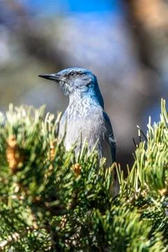 A blue scrub jay bird in tree Stock Photos
