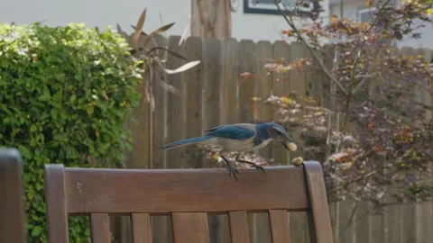 Blue scrub jay grabbing peanut and flying away in slow motion Stock Footage 292470924